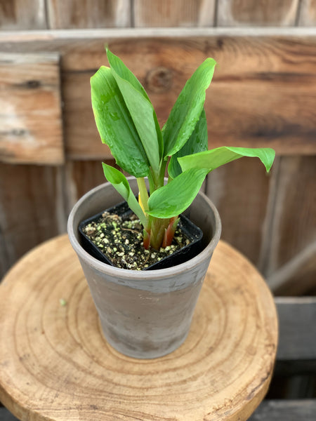 Live Plant - Ginger, Chinese Fingerroot