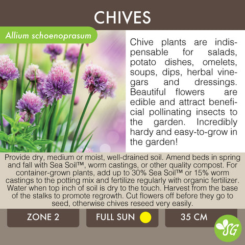 Live Plant - Chives, Garden