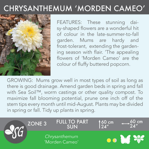 Live Plant - Chrysanthemum, Morden Cameo