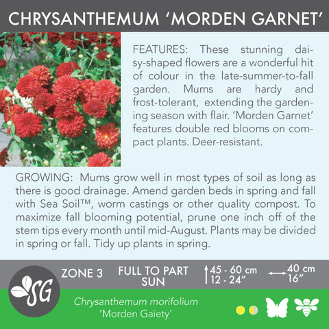 Live Plant - Chrysanthemum, Morden Garnet