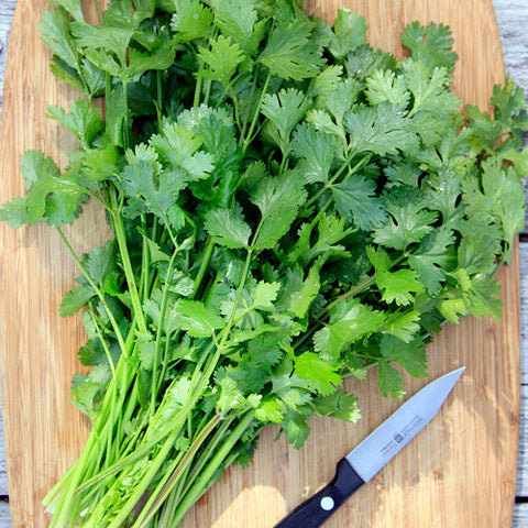 Cilantro, Caribe (Certified Organic Seeds)