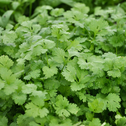 Winter Greens - Cilantro, Leisure