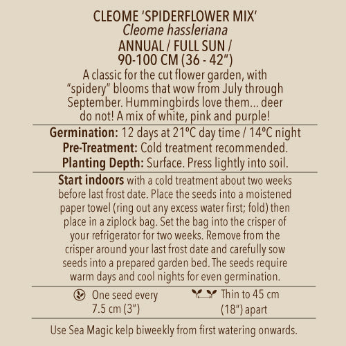 Seeds - Cleome, Spiderflower Mix OG (SGH)