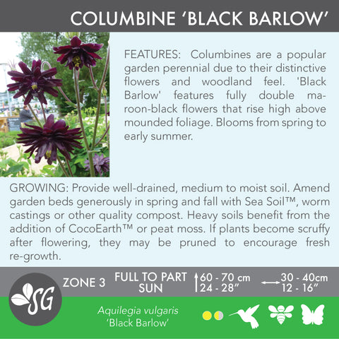 Live Plant - Columbine, Black Barlow