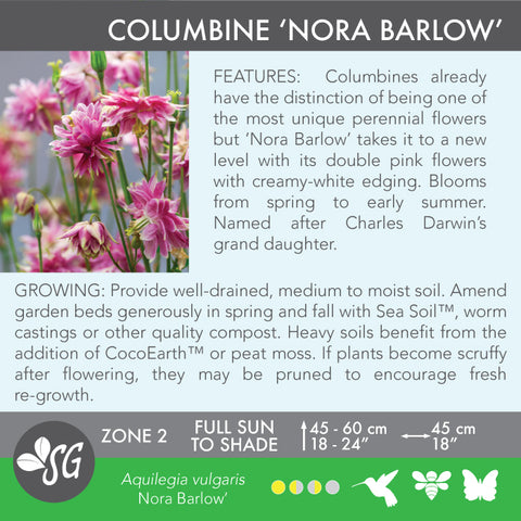Live Plant - Columbine, Nora Barlow