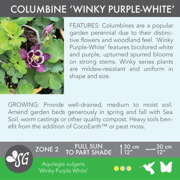Live Plant - Columbine, Winky Purple-White