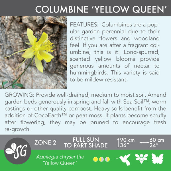 Live Plant - Columbine, Yellow Queen