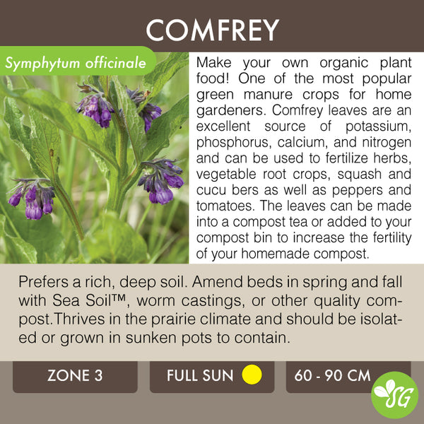 Live Plant - Comfrey