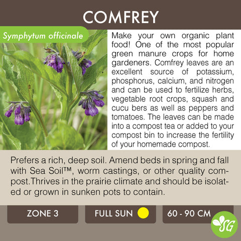 Live Plant - Comfrey