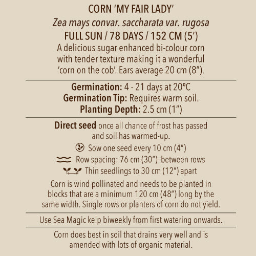Seeds - Corn, My Fair Lady F1 OG (HM)