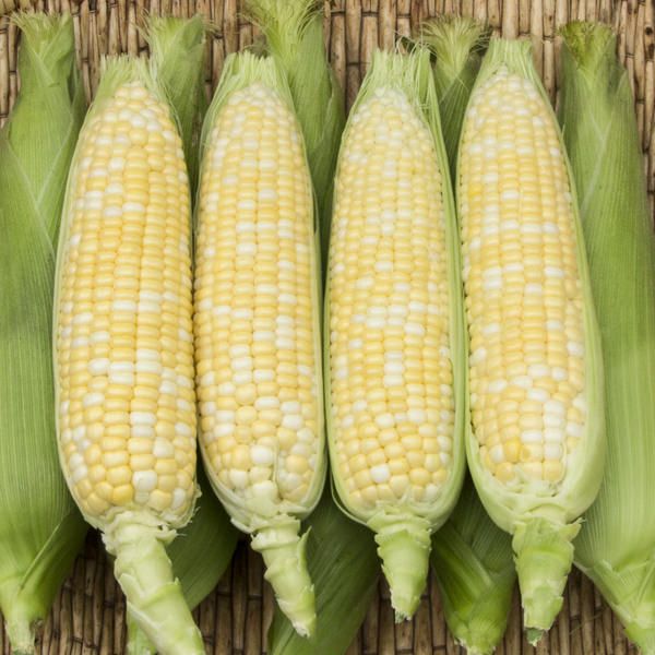 Corn, Enchanted Sweet F1 (Certified Organic Seeds)