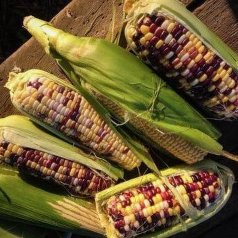 Seeds - Corn, Festivity Sweet OG (F)
