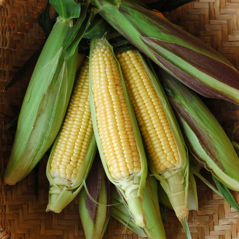 Organic Fisher's Earliest Corn