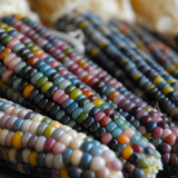 Corn, Glass Gem (Popcorn) (Certified Organic Seeds)