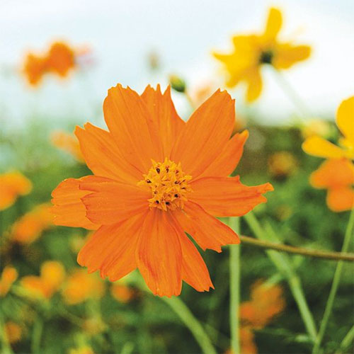 Bright Lights cosmos at Sage Garden Greenhouses