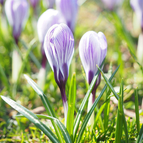 Fall Flower Bulbs 2026 - Crocus 'King of the Striped'