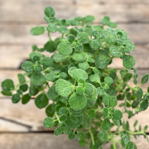 Oregano, Cuban - Live Plant