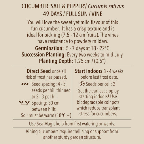 Seeds - Cucumber, Salt and Pepper (Pickling Cuke) OG (SGH)