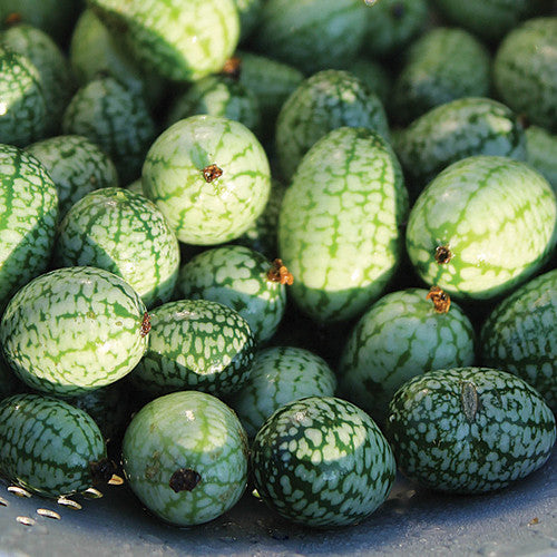 Seeds - Cucumber, Mexican Sour Gherkin OG (F)
