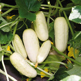 Seeds - Cucumber, Salt and Pepper (Pickling Cuke) OG (SGH)