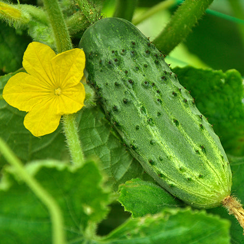 Seeds - Cucumber, National Pickling OG (SGH)