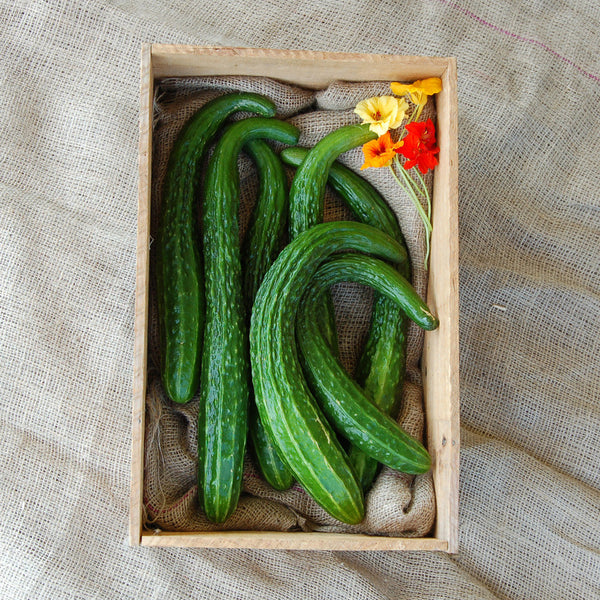 Organic Suyo Long Cucumber