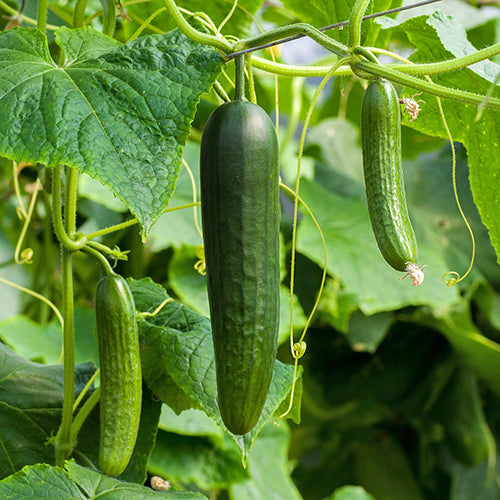 Seeds - Cucumber, Tendergreen OG (SGH)