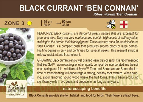 Live Plant -  Currant, Ben Conan