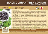 Currant, Ben Conan Black (1-gallon)