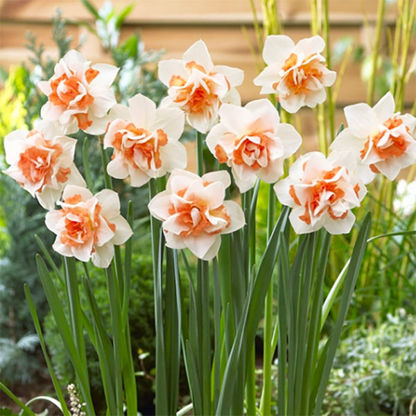 Bulbs - Daffodil 'Replete' (Double) - PRE-ORDER FOR FALL 2025