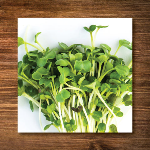 Daikon Radish Sprouting/ Microgreen Seeds - Certified Organic