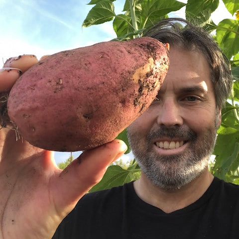 Sweet Potato, Vineland Radiance