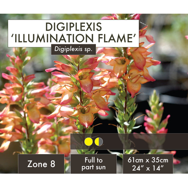 Live Plant - Digiplexis, Illumination Flame
