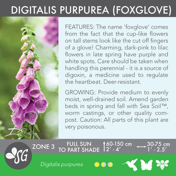 Live Plant - Digitalis purpurea (Common Foxglove)
