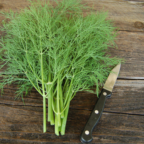 Dill, Bouquet (Certified Organic Seeds) (HM)