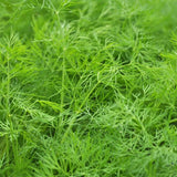 Organic dill at Sage Garden