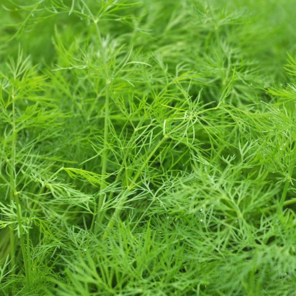 Organic dill at Sage Garden