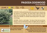 Dogwood 'Pagoda'