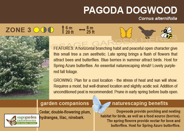 Dogwood 'Pagoda'