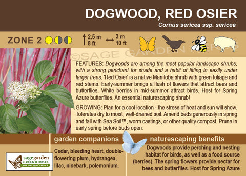 (ornamental) Dogwood, Red Osier - Mid-Summer SALE