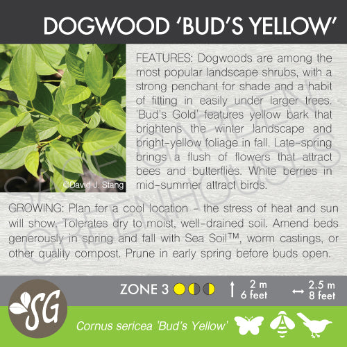 Live Plant -  Dogwood, Bud's Yellow