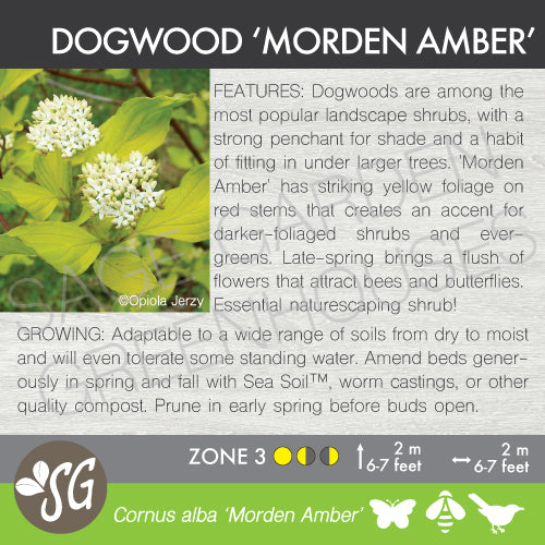 Live Plant -  Dogwood, Morden Amber