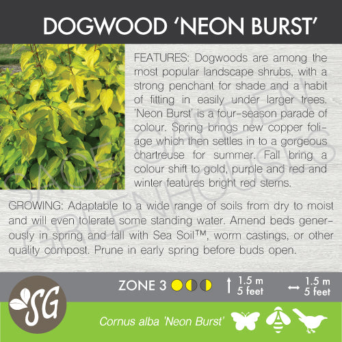 Live Plant -  Dogwood, Neon Burst