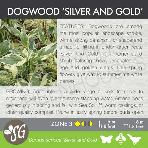 Live Plant -  Dogwood, Silver and Gold