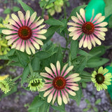 Live Plant - Echinacea, Green Twister