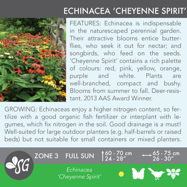 Live Plant - Echinacea, Cheyenne Spirit
