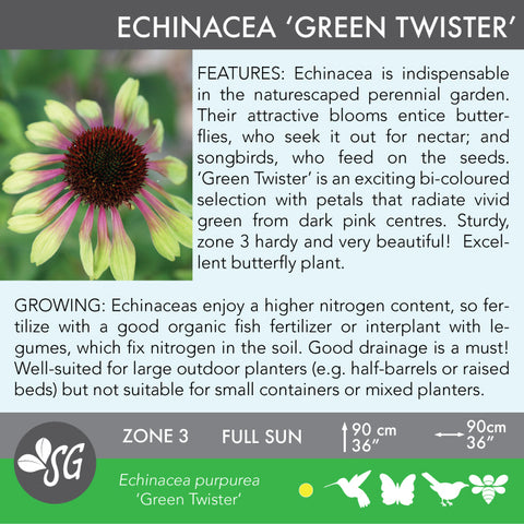 Live Plant - Echinacea, Green Twister
