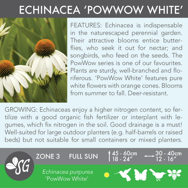 Live Plant - Echinacea, PowWow White