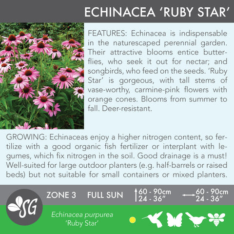 Live Plant - Echinacea, Ruby Star