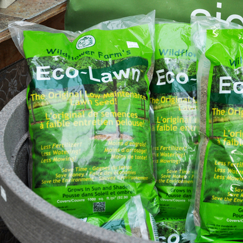 Eco-Lawn Grass Seed at Sage Garden